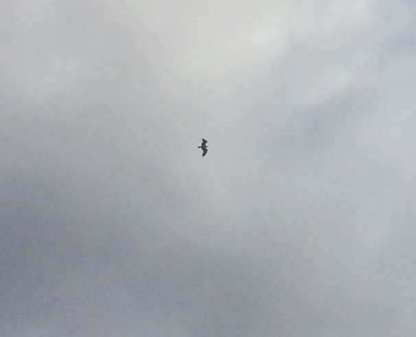 The Osprey's are back