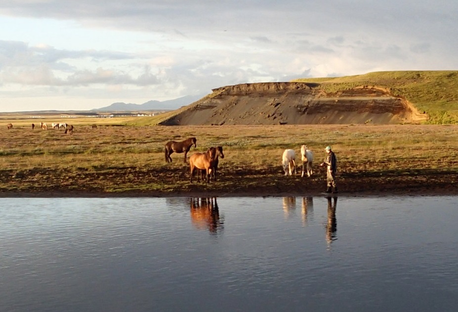 An audience of Icelandic ponies for Henry P